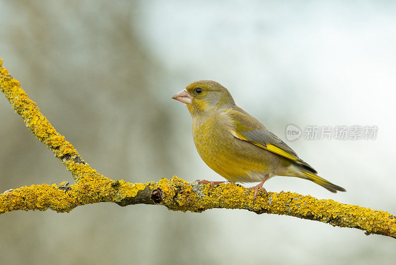 雄性绿翅雀(Chloris Chloris)